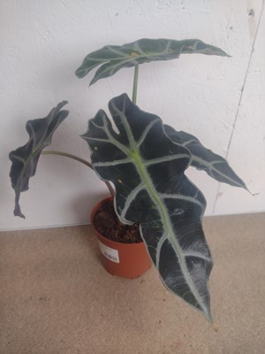 Lot 71 - A Calathea Orbifolia, a Money Plant and an...