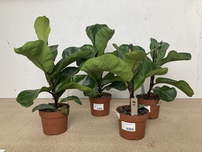 Lot 129 - Four Bambino Fiddle Leaf Fig plants. 35cm in...