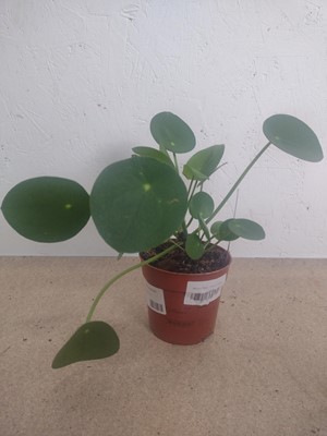 Lot 79 - A Calathea Orbifolia, a Money Plant and a...