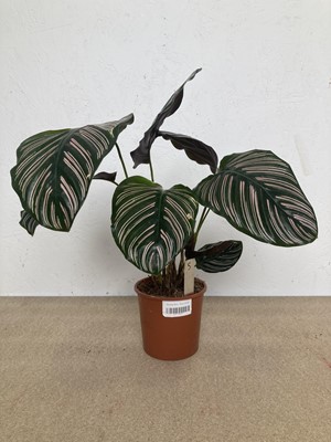 Lot 113 - A Calathea Pinstripe plant along with a pair...