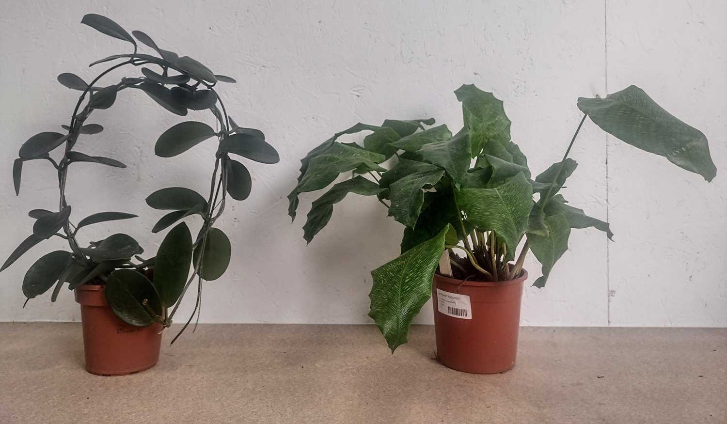 Lot 72 - A Calathea Musaica and a Common Wax plant,...