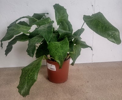 Lot 72 - A Calathea Musaica and a Common Wax plant,...
