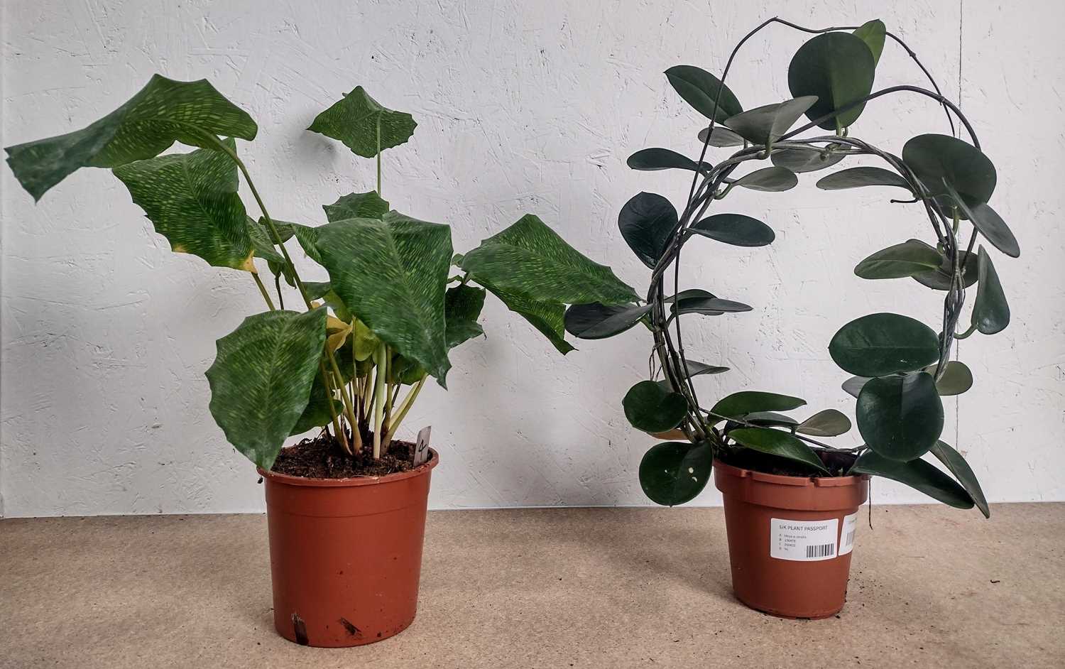 Lot 85 - A Calathea Musaica and a Common Wax plant,...