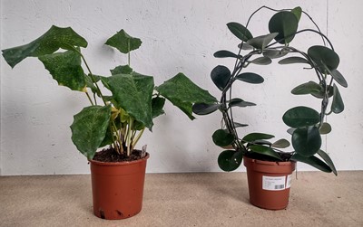 Lot 85 - A Calathea Musaica and a Common Wax plant,...