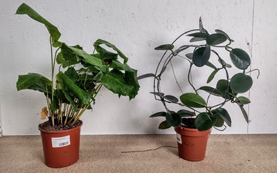 Lot 98 - A Calathea Musaica and a Common Wax plant,...