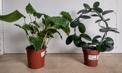 Lot 111 - A Calathea Musaica and a Common Wax plant,...