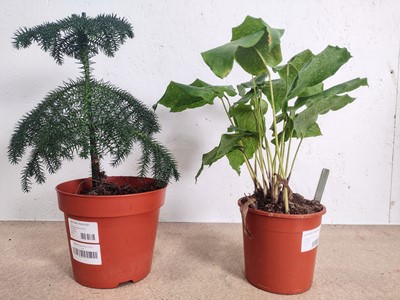 Lot 124 - A Calathea Musaica and a Norfolk Island Pine,...