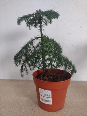 Lot 124 - A Calathea Musaica and a Norfolk Island Pine,...