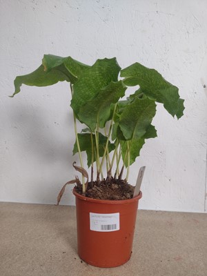 Lot 124 - A Calathea Musaica and a Norfolk Island Pine,...