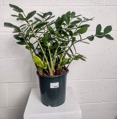 Lot 112 - A ZZ Plant, 45cm tall.