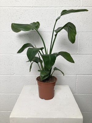 Lot 108 - A White Bird of Paradise plant. 65cm in height.