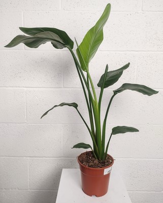 Lot 88 - A White Bird of Paradise plant. 65cm in height.