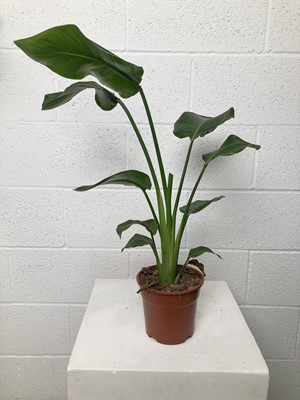 Lot 127 - A White Bird of Paradise plant. 60cm in height.