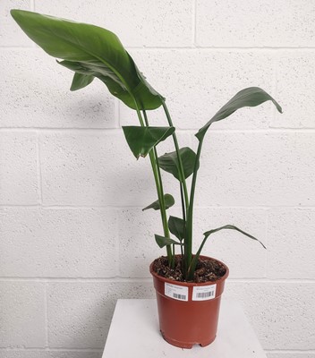 Lot 69 - A White Bird of Paradise plant. 47cm in height.