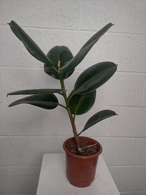 Lot 34 - A Cast Iron plant, 60cm tall and a...