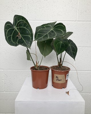 Lot 100 - A pair of Giant Laceleaf plants. 39cm in height.