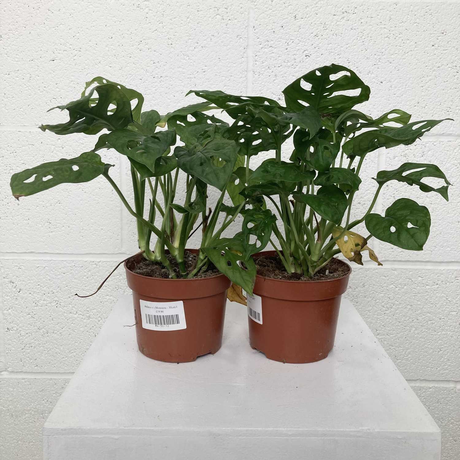 Lot 86 - A pair of Adansen's Monstera plants. 29cm in...