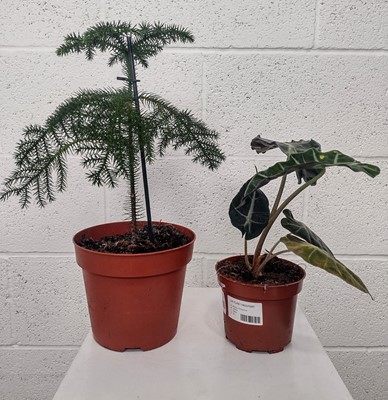Lot 70 - A Norfolk Island Pine, twenty cm in height and...