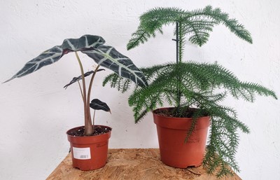 Lot 83 - A Norfolk Island Pine, twenty cm in height and...