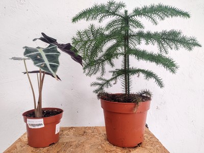 Lot 96 - A Norfolk Island Pine, twenty cm in height and...