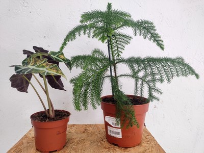 Lot 109 - A Norfolk Island Pine, twenty cm in height and...