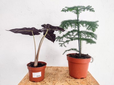 Lot 122 - A Norfolk Island Pine, twenty cm in height and...