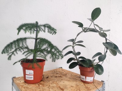 Lot 119 - A Norfolk Island Pine, twenty cm in height and...