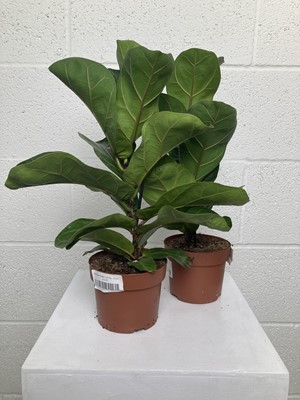 Lot 126 - A pair of Bambino Fiddle Leaf Fig plants. 43cm...