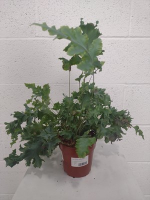 Lot 93 - Three Ruffled Blue Ferns, approximately 35cm...