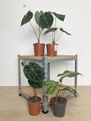 Lot 125 - Three Giant Laceleaf Anthurium along with a...