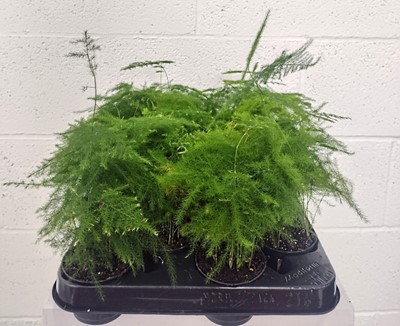 Lot 103 - Sixteen Asparagus Ferns, 15cm in height.