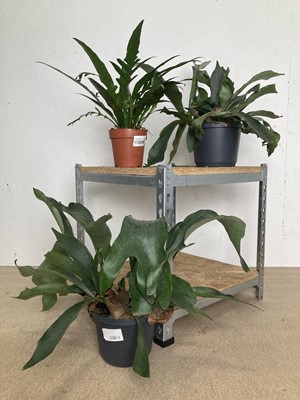 Lot 46 - Two Staghorn Ferns along with a Santa Rose...