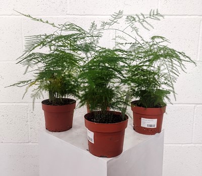 Lot 101 - Four Asparagus Ferns, 30cm in height.