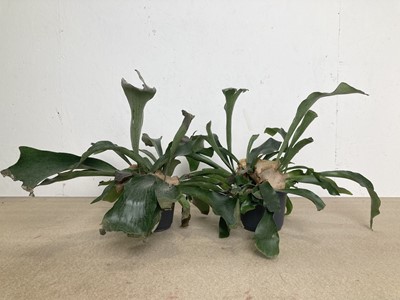 Lot 53 - A pair of Staghorn Ferns. 43cm in height.