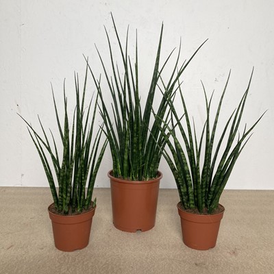 Lot 115 - Three Slender Snake Plants. Height of tallest...