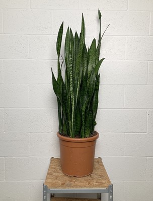 Lot 99 - A large Snake Plant. 86cm in height.