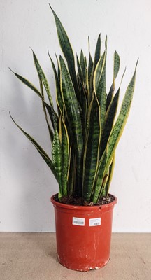 Lot 25 - A variegated Yellow Snake plant, 100cm tall.