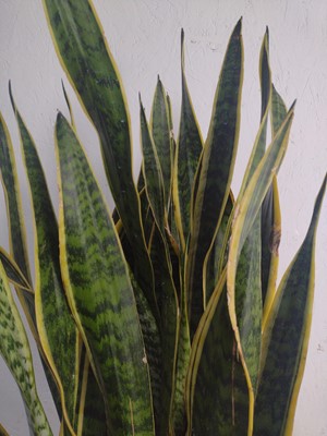 Lot 25 - A variegated Yellow Snake plant, 100cm tall.