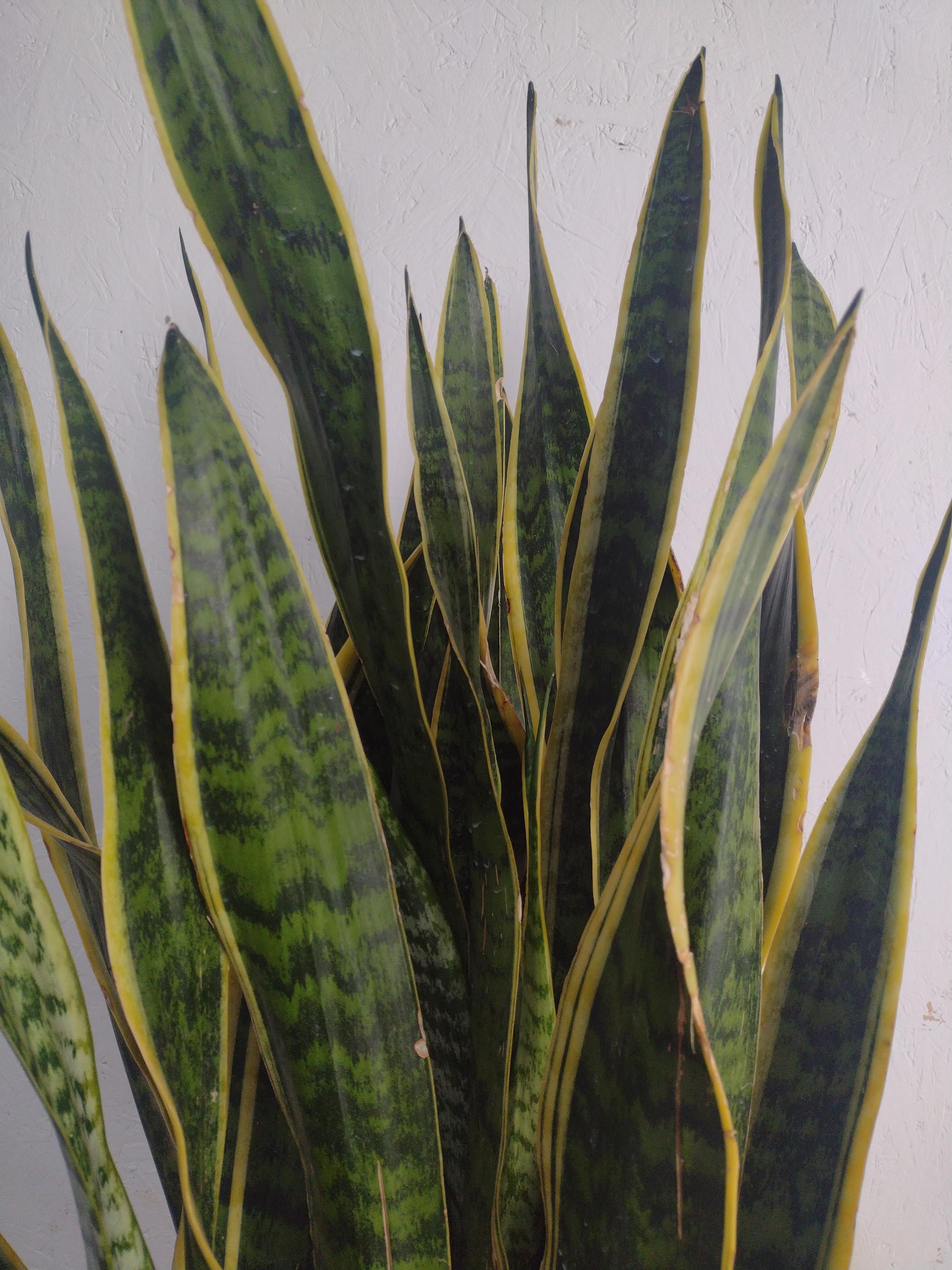Lot 25 A variegated Yellow Snake plant, 100cm tall.