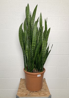 Lot 33 - A large Snake Plant. 130cm in height.