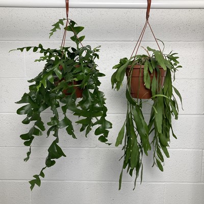 Lot 114 - A hanging Fern Leaf Cactus and a Red Coral...