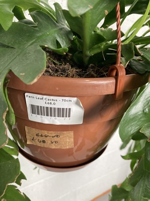 Lot 114 - A hanging Fern Leaf Cactus and a Red Coral...