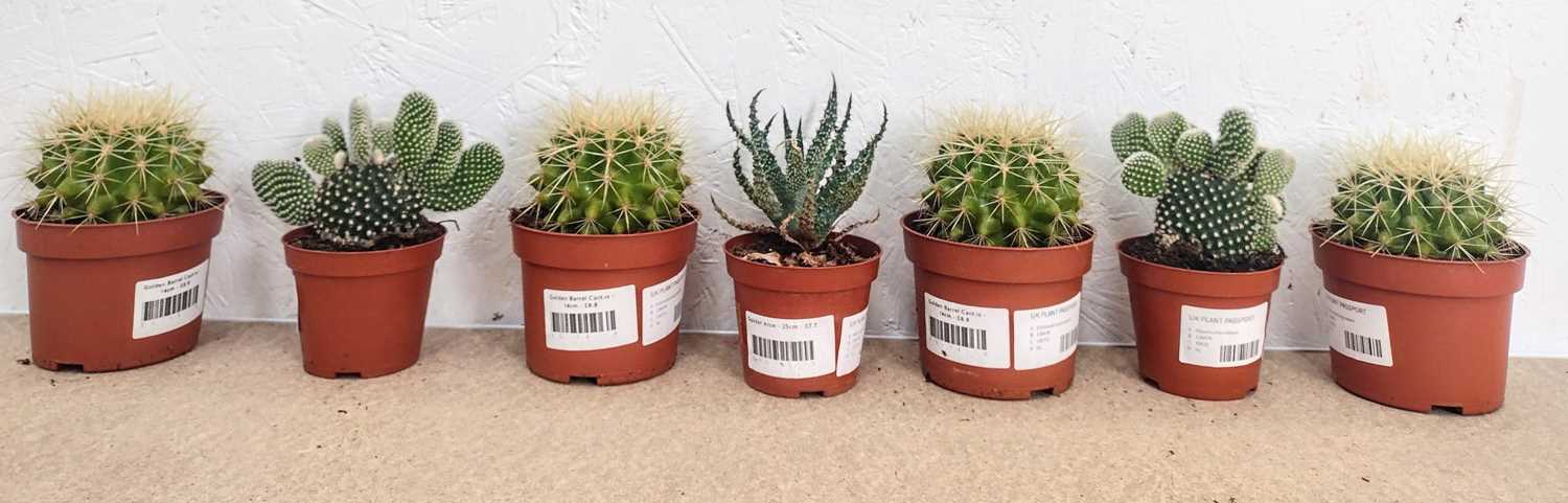 Lot 102 - A mob of cacti, including four Golden Barrel...