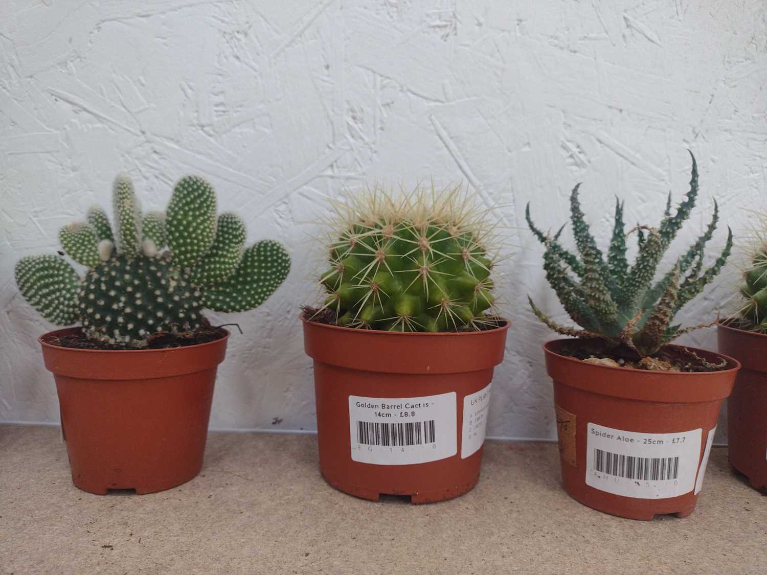 Lot 102 - A mob of cacti, including four Golden Barrel