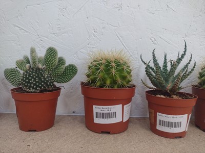 Lot 102 - A mob of cacti, including four Golden Barrel...