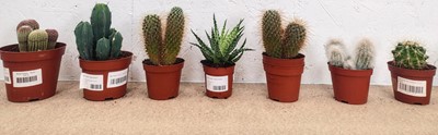 Lot 131 - A mob of cacti, including a Ruby Cactus, Blue...