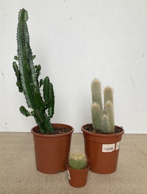 Lot 42 - A mixed mob of Cacti. Including an African...