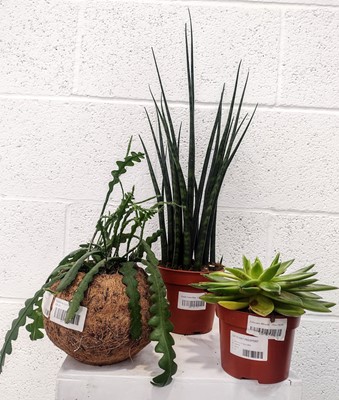 Lot 132 - A potted fishbone cactus, a Slender Snakeplant...