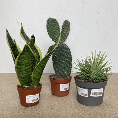 Lot 105 - A mixed lot including a Snake Plant, a...