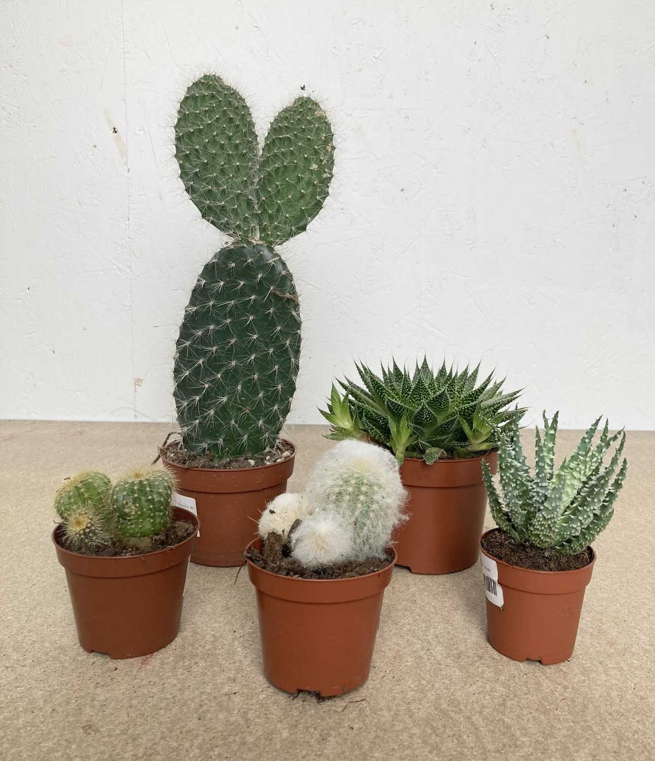 Lot 94 - A mixed lot including a Spider Aloe, a...